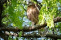 Long-legged Buzzard Buteo rufinus. Bird on a stick Royalty Free Stock Photo
