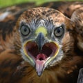 Long-legged Buzzard Buteo rufinus. Close up Royalty Free Stock Photo