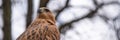 Buzzard buteo close up portrait raptor bird Royalty Free Stock Photo