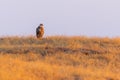 Long-legged Buzzard or Buteo rufinus on a ground Royalty Free Stock Photo