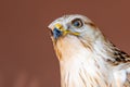 A long legged buzzard Buteo Rufinus head shot very close up Royalty Free Stock Photo