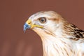 A long legged buzzard Buteo Rufinus head shot very close up Royalty Free Stock Photo