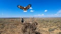 Long-legged buzzard (Buteo rufinus) landing on the nest