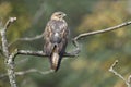 Long-legged buzzard, Buteo rufinus