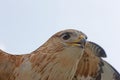 Long-Legged Buzzard, buteo rufinus, Portrait of Adult