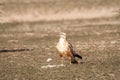 Long legged buzzard or Buteo rufinus portrait in dry open plains or field during winter migration at tal chhapar sanctuary churu Royalty Free Stock Photo