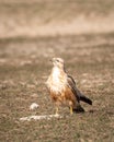 Long legged buzzard or Buteo rufinus portrait in dry open plains or field during winter migration at tal chhapar sanctuary churu Royalty Free Stock Photo