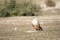 long legged buzzard or buteo rufinus portrait. He was sitting in open field with a beautiful green background at tal chhapar Royalty Free Stock Photo