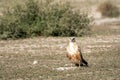 Long legged buzzard or buteo rufinus portrait. He was sitting in open field with a beautiful green background at tal chhapar Royalty Free Stock Photo