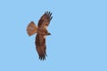 A Long-legged Buzzard, Buteo rufinus, Romania.