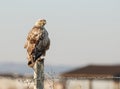 Long-legged Buzzard Buteo rufinus