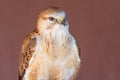 A long legged buzzard Buteo Rufinus up close showing off light feathers and beak