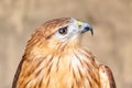 Long legged buzzard closeup portrait Royalty Free Stock Photo