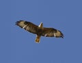 Long-legged Buzzard soaring in a sky Kalmykia. Royalty Free Stock Photo