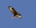 Long-legged Buzzard soaring in a sky Kalmykia.. Royalty Free Stock Photo
