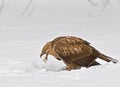 Long-legged Buzzard in viewing mode, resting while eating its prey, rural Turkey Royalty Free Stock Photo
