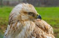 Long-legged Buzzard (Buteo rufinus)