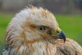 Long-legged Buzzard (Buteo rufinus)