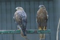 Long-legged buzzards, Buteo Rufinus, sitting on a nest in an aviary of a zoo