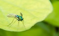 Long Legged Chrome Blue, Green and Orange Fly