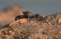 Long Legs on a Live Ocean Crab on Rocks