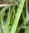 A Long-legged Crane Fly Angarotipula illustris Perched on Reed Stalks in a Wetland Marsh