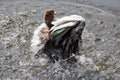 Long Legged Duck in the water