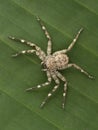 PC030031 Flattie spider Selenops rediatus on banana leaf. vertical cECP 2021