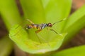 Long-legged flies that can be found in all areas of Thailand breed quickly because they do not choose the breeding season Royalty Free Stock Photo