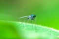 Long-legged flies perched on green leaves