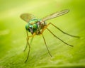 Long legged fly