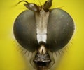 Long legged fly close up portrait