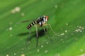 Long-legged Fly Dolichopodidae, Diptera