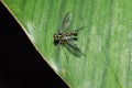 Long-legged Fly Dolichopodidae, Diptera Royalty Free Stock Photo