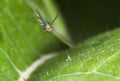 Long-legged fly (Dolichopodidae) flying Royalty Free Stock Photo