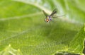 Long-legged fly (Dolichopodidae) flying Royalty Free Stock Photo