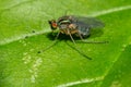 True-fingered Long-legged Fly - Dolichopus eudactylus Royalty Free Stock Photo