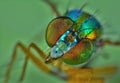 long legged fly -extreme macro photography Royalty Free Stock Photo