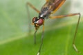 A long legged fly on a green leaf Royalty Free Stock Photo