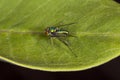 Long legged fly on a leaf at Belding Preserve in Connecticut.