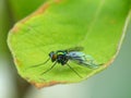Long-legged Fly On Leaf Royalty Free Stock Photo