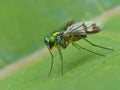 Long Legged Fly On A Leaf 2 Royalty Free Stock Photo