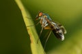 Long-Legged Fly macro side view