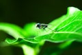 Long-legged flies perched on green leaves