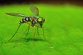 Long-legged fly in the rainforest