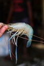 Long legged fresh water river prawn scampi in hand hd in nice blurred background