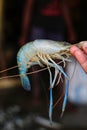 Long legged fresh water river prawn scampi in hand hd in nice blurred background