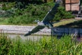 Long-legged gray feathered heron with open wings flying over a pond. Large birds. Royalty Free Stock Photo