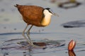 Long legged Jacana