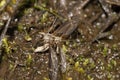 A long-legged mosquito on the ground